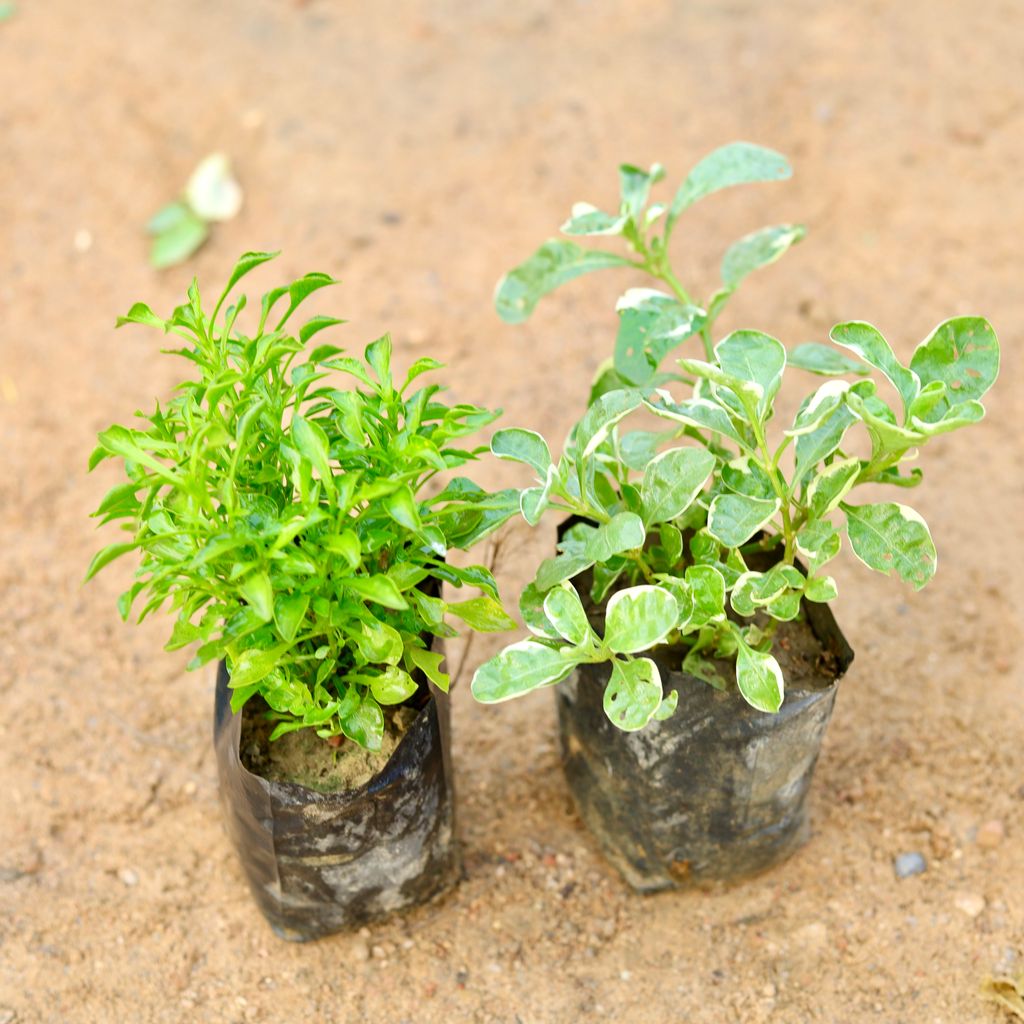 Set of 2 - Alternanthera (Green & White) in 4 Inch Nursery Bag