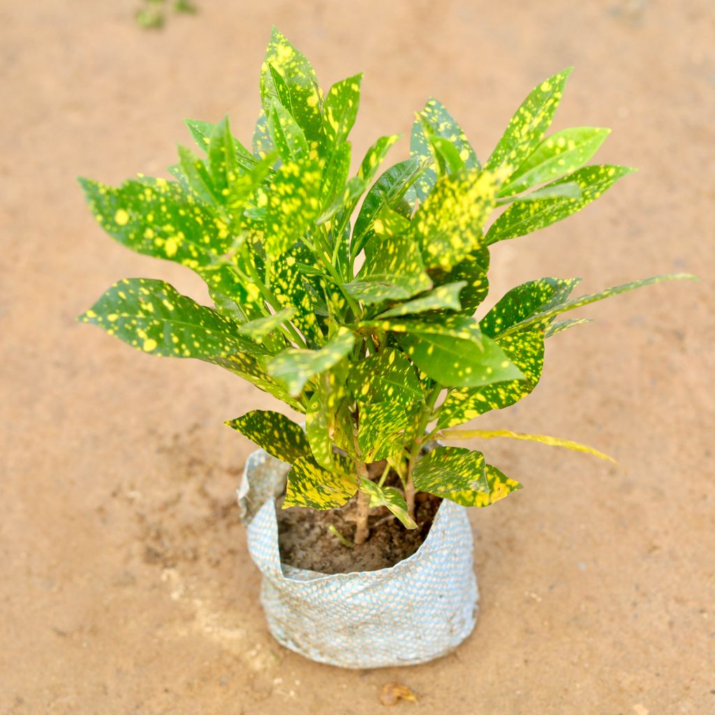 Baby Croton in 5 Inch Nursery Bag