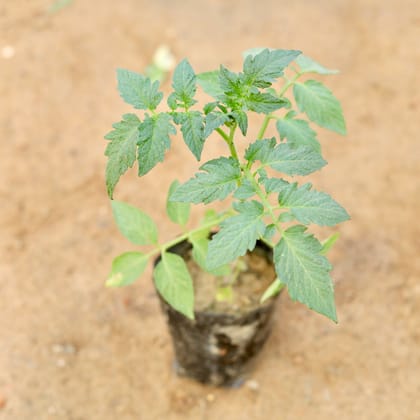 Buy Tomato Plant in 6 Inch Nursery Pot Online | Urvann.com