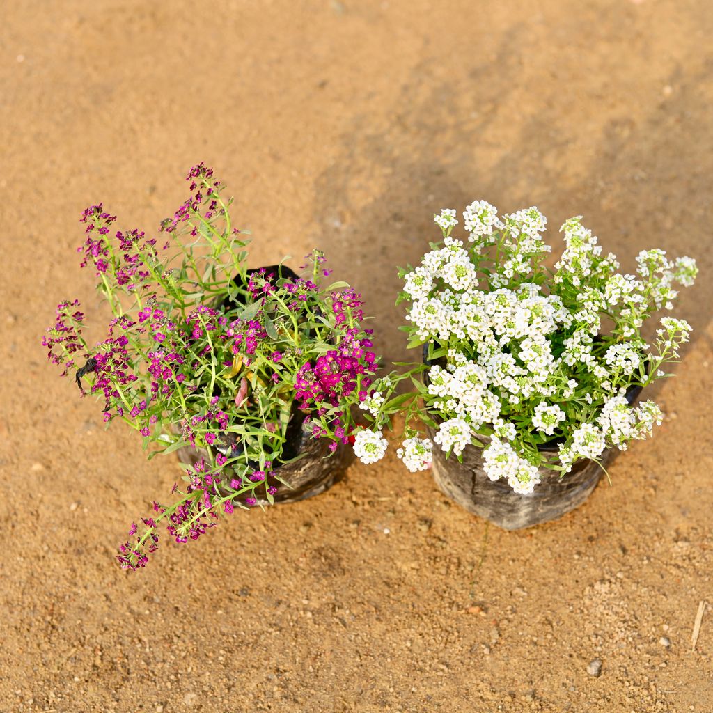 Set of 2 - Alyssum Purple & White in 4 Inch Nursery Bag