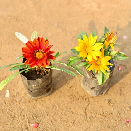 Buy Set of 2 - Gazania (any colour) in 4 Inch Nursery Bag Online | Urvann.com