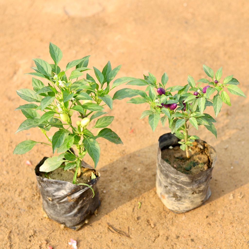 Set of 2 - Chilli / Mirchi White & Black in 4 Inch Nursery Bag