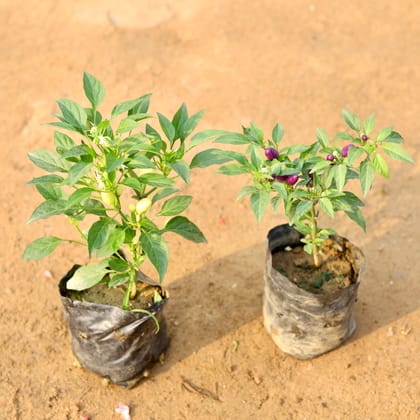 Buy Set of 2 - Chilli / Mirchi White & Black in 4 Inch Nursery Bag Online | Urvann.com