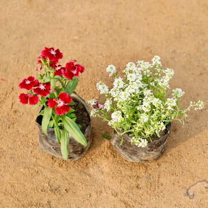 Buy Set of 2 - Dianthus & Alyssum White ((any colour)) in 4 Inch Nursery Bag Online | Urvann.com