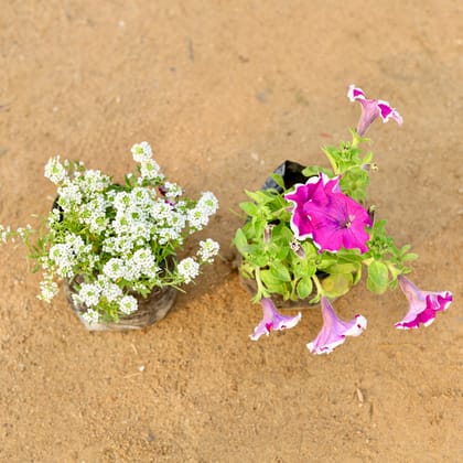 Buy Set of 2 - Alyssum White & Petunia (any colour) in 4 Inch Nursery Bag Online | Urvann.com