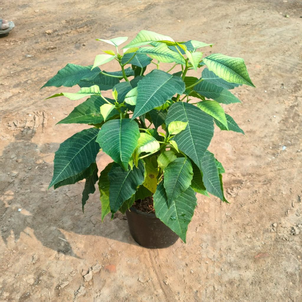 Poinsettia / Christmas Flower Yellow in 5 Inch Nursery Pot