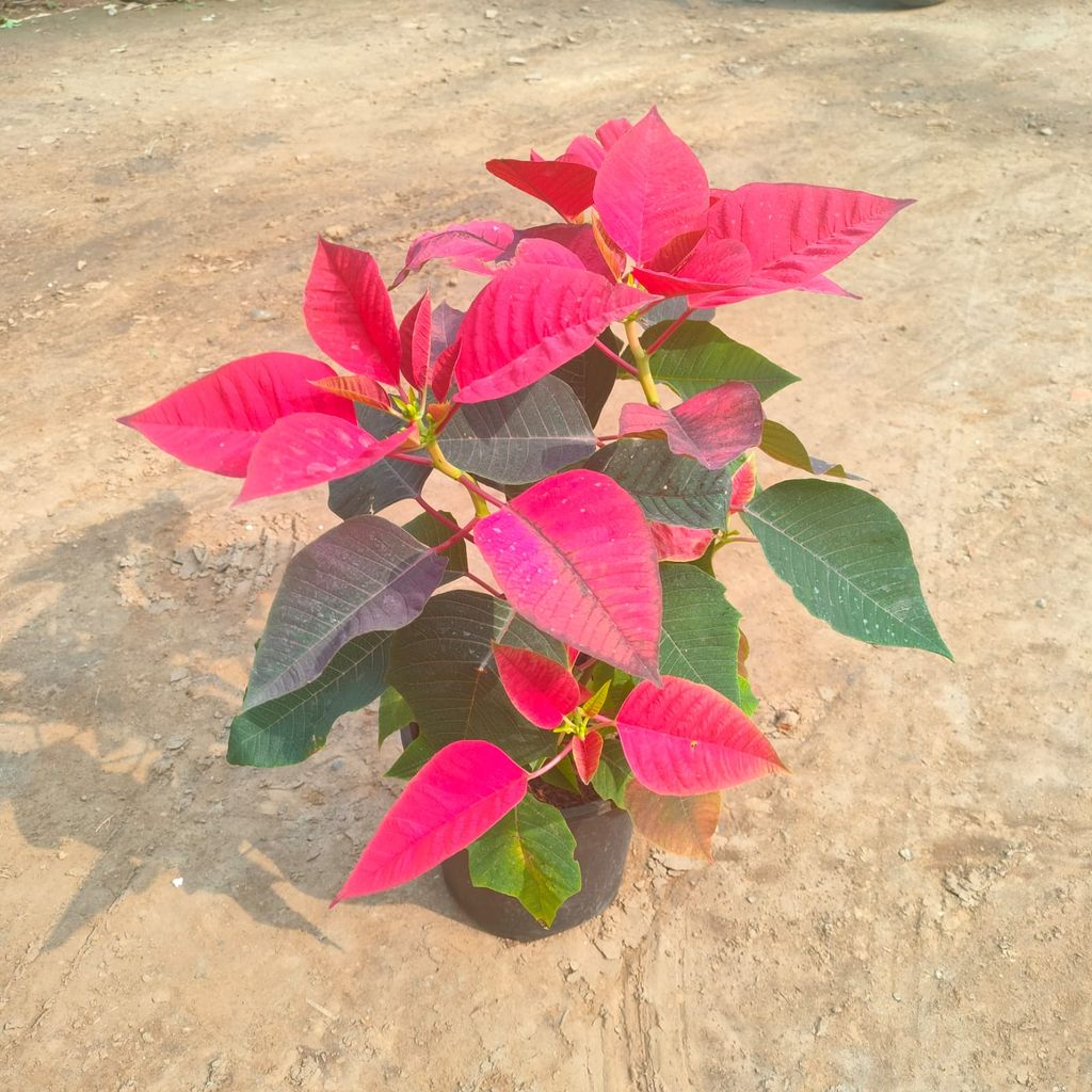 Poinsettia / Christmas Flower Red in 5 Inch Nursery Pot