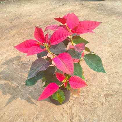 Poinsettia / Christmas Flower Red in 5 Inch Nursery Pot