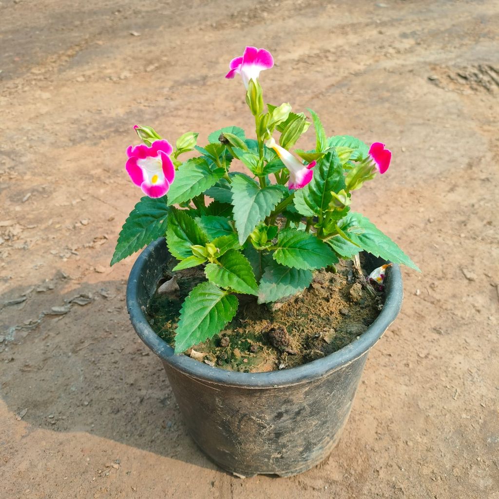 Wishbone / Torenia (any colour) in 4 Inch Nursery Pot