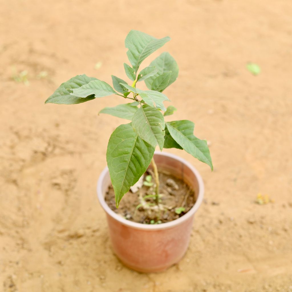 Bel pattar in 8 Inch Nursery Pot