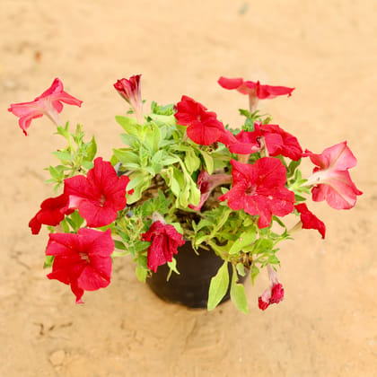 Buy Petunia (any colour) in 6 Inch Nursery Pot Online | Urvann.com