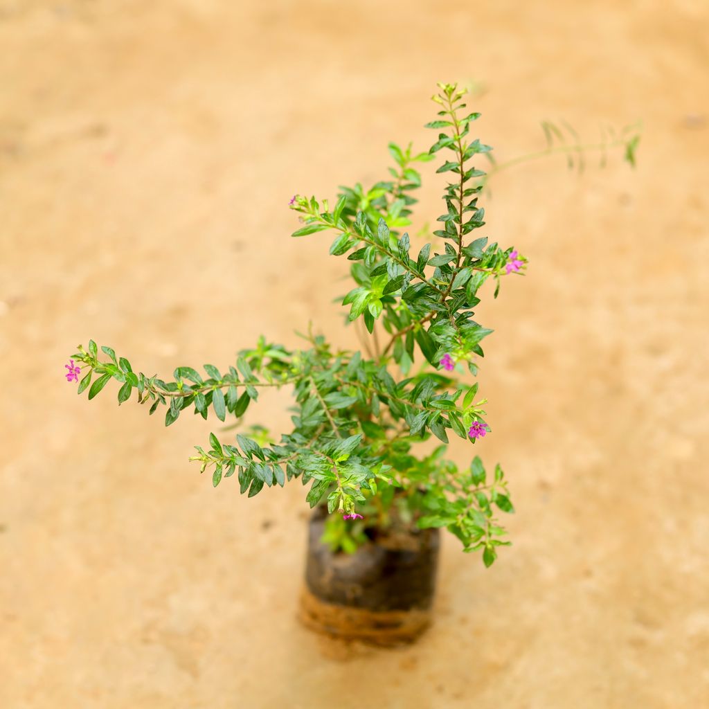 Cuphea / False Heather Pink in 4 Inch Nursery Bag