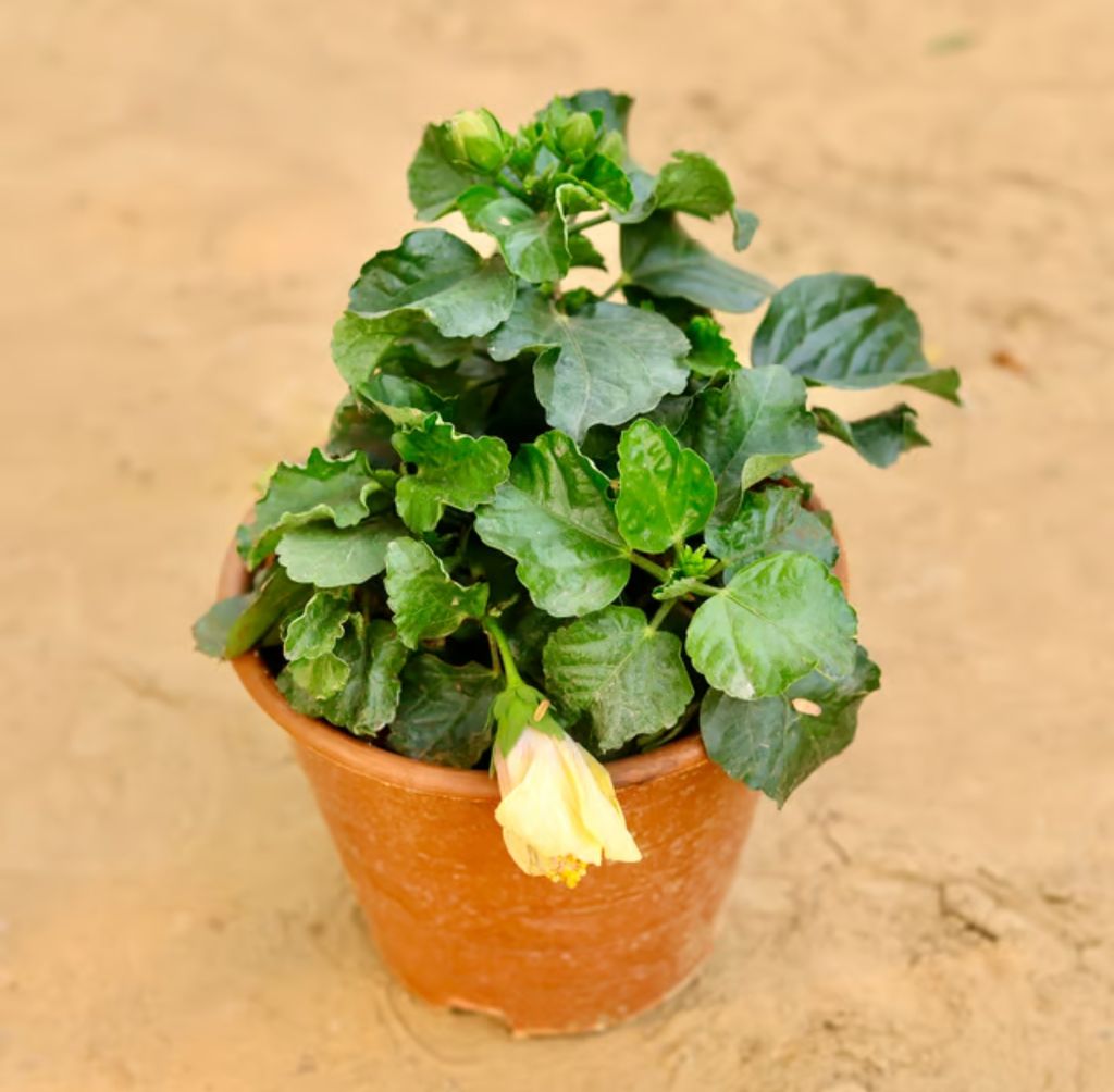 Hibiscus / Gudhal (any colour) in 8 Inch Nursery Pot