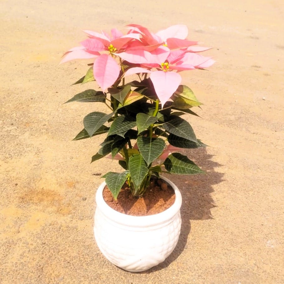 Poinsettia / Christmas Flower Pink in 6 Inch Classy White Matki Ceramic Pot (any design)