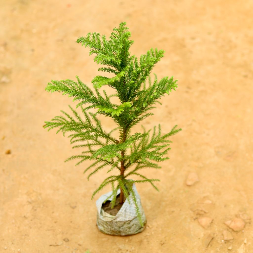 Araucaria / Christmas Tree (~ 1.5 Ft) in 5 Inch Nursery Bag