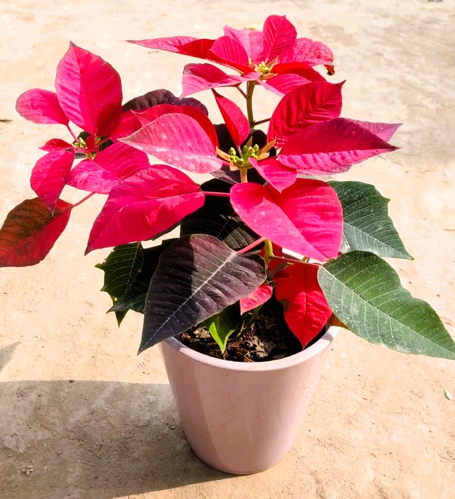 Poinsettia / Christmas Flower Red in 6 Inch Classy Balti Designer Ceramic Pot (any colour & design)