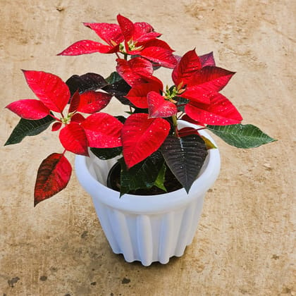 Poinsettia / Christmas Flower Red in 10 Inch Designer White Shera Plastic Pot