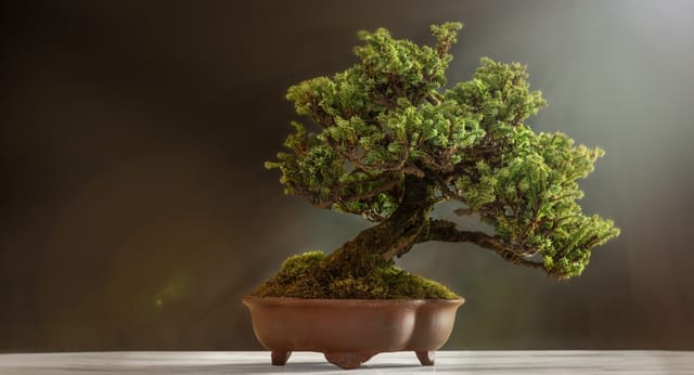 The Meaning of Bonsai - Bonsai Tree Symbolism