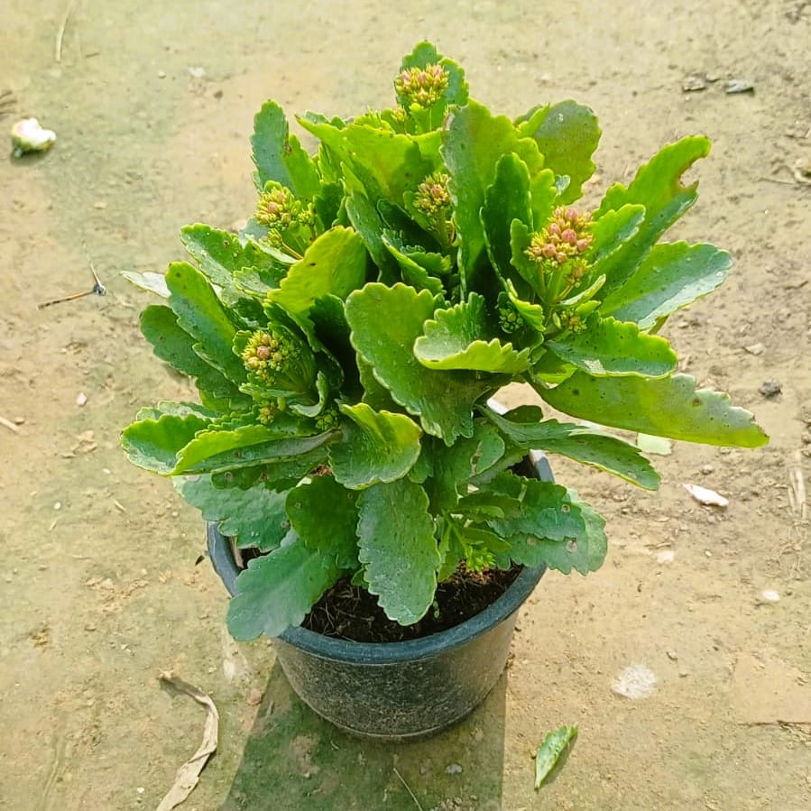 Kalanchoe (any colour) in 6 Inch Nursery Pot