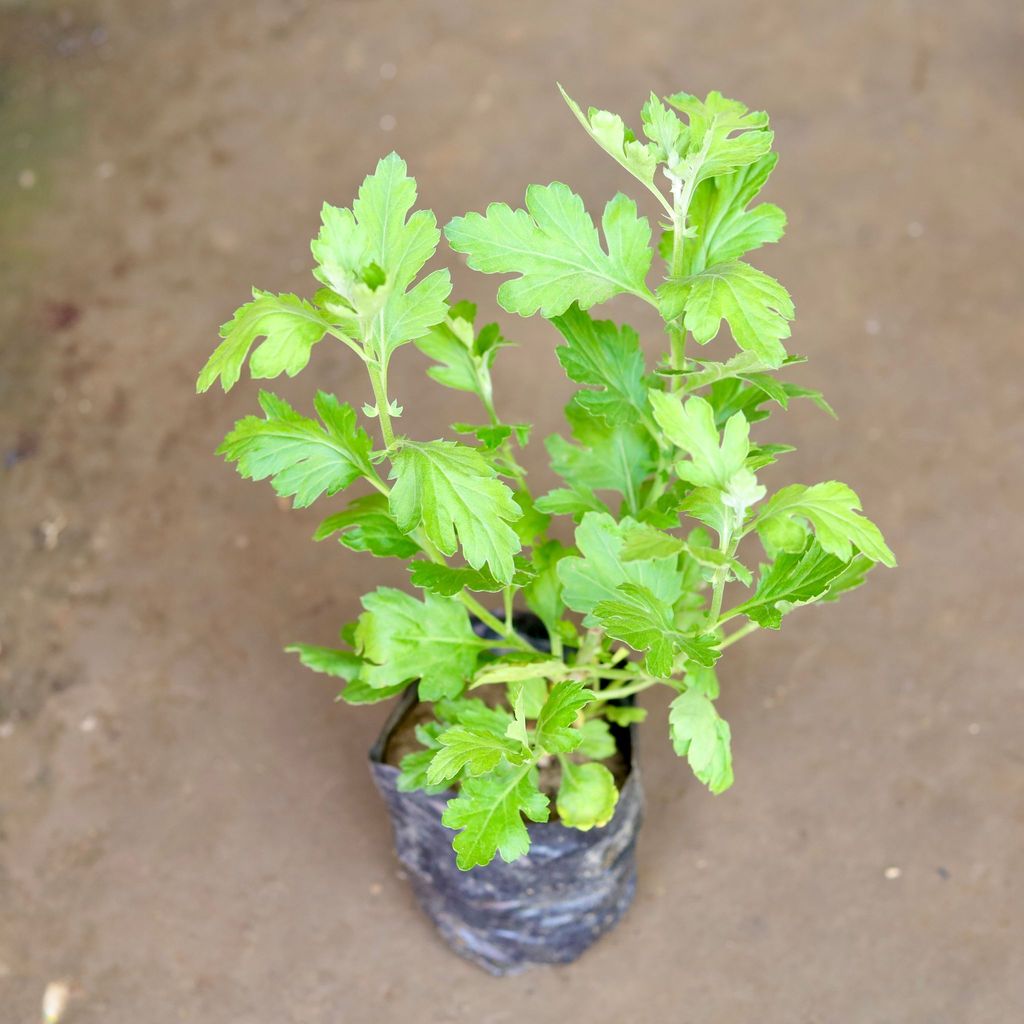 Chrysanthemum / Guldaudi / Guldawarimultiflora (any colour) in 4 Inch Nursery Bag