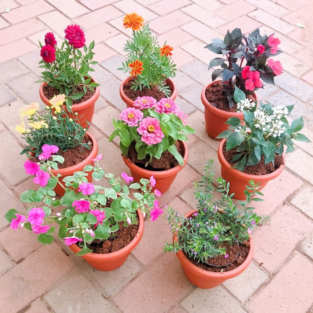 Flowering Decor Special - Set of 8 - Cuphea / False Heather, Dahlia, French Marigold, Impatients, Balsamina, Chrysanthemum / Guldaudi, Pentas & Zinnia (any colour) in 7 Inch Classy Red Plastic Pot