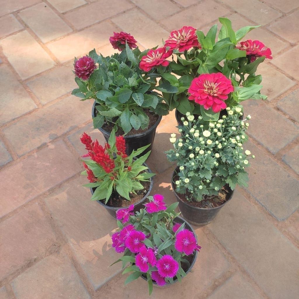 Flower Special Combo - Set of 5 - (Zinnia, Dianthus, Cockscomb, Dahlia, Chrysanthemum / Guldaudi) (any colour) in 4 Inch Nursery Pot