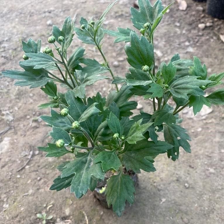 Chrysanthemum / Guldaudi / Guldawari (any colour) in 4 Inch Nursery Bag