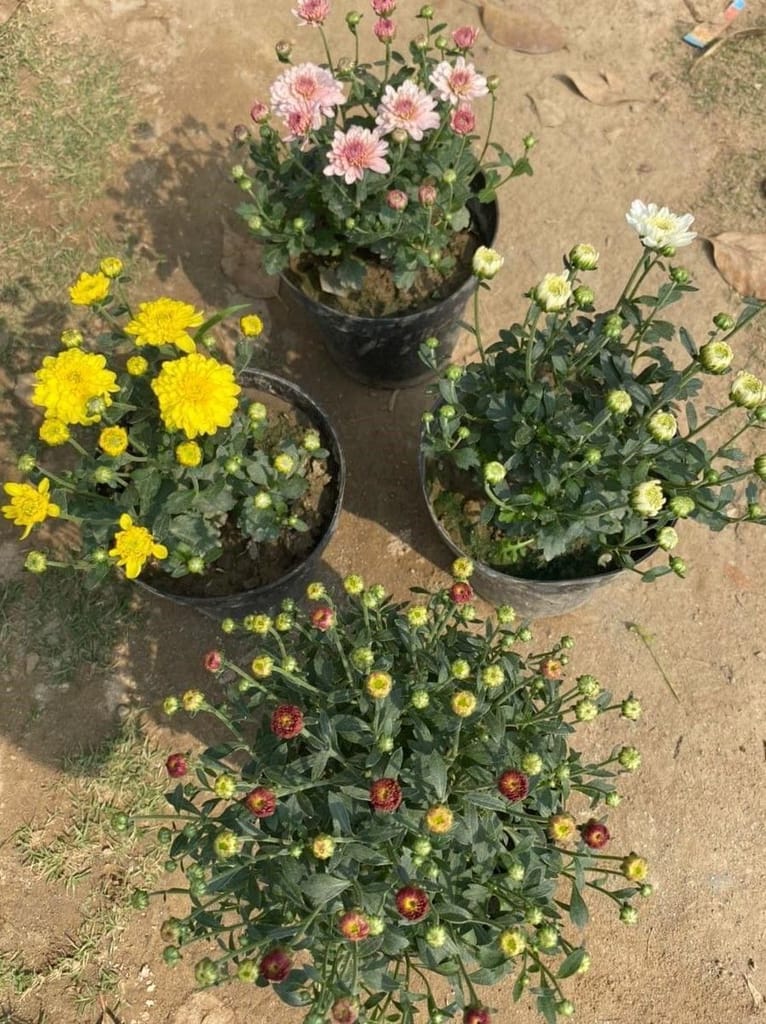 Set of 4 - Chrysanthemum / Guldaudi / Guldawari Buds (any colour) in 6 Inch Nursery Pot