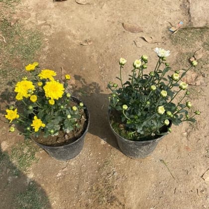 Buy Set of 2 - Chrysanthemum / Guldaudi / Guldawari Buds (any colour) in 6 Inch Nursery Pot Online | Urvann.com