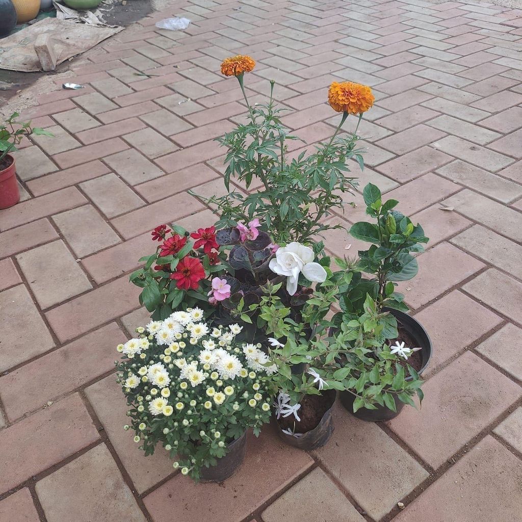 Flowering Special Combo - Set of 6 ( Zinnia , Begonia, Marigold / Genda , Chrysanthemum / Guldaudi, Gandhraaj / Gardenia, Chandni ) any colour in 4 Inch Nursery Bag