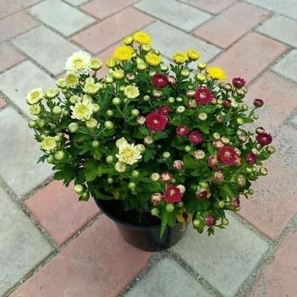 Buy Chrysanthmum / Guldawari (any colour) in 6 Inch Nursery Pot Online | Urvann.com