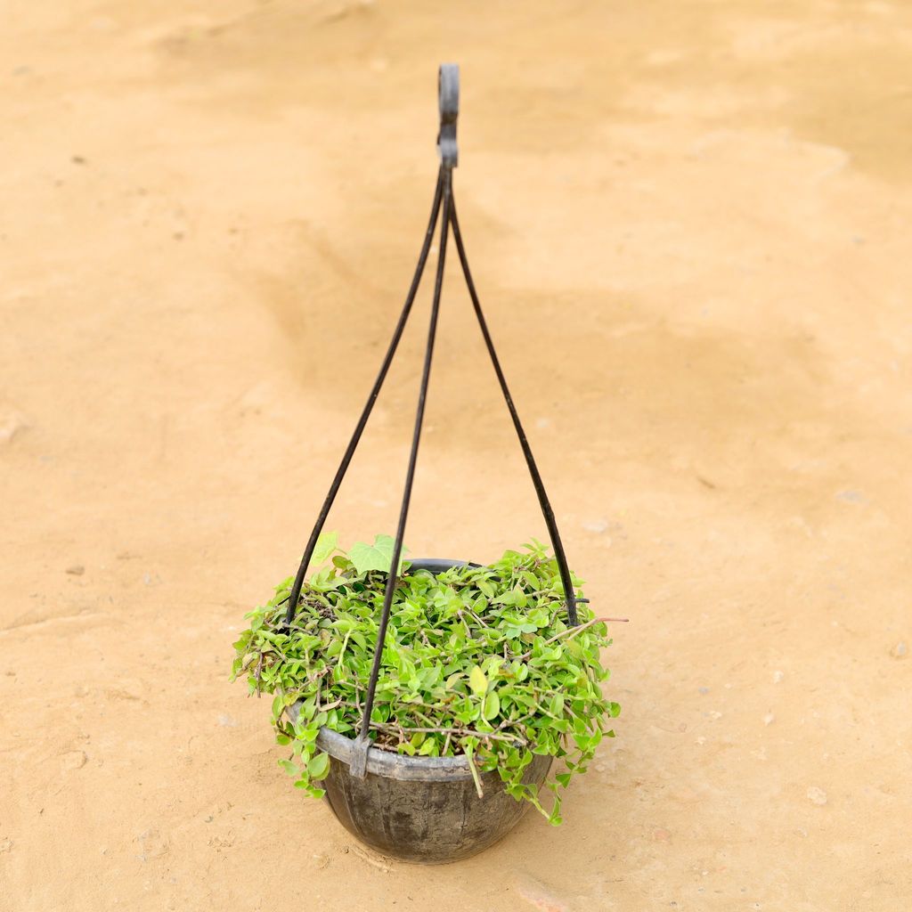 Turtle Vine in 8 Inch Hanging Basket