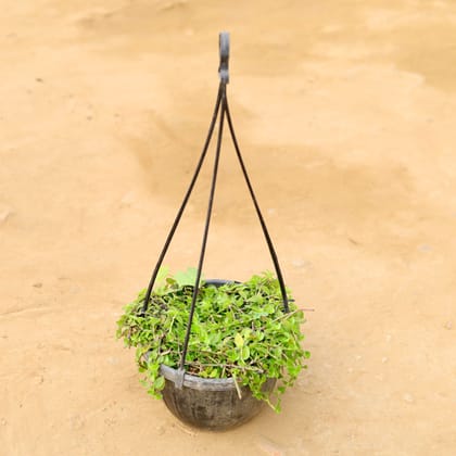 Buy Turtle Vine in 8 Inch Hanging Basket Online | Urvann.com