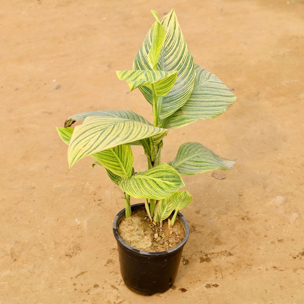 Canna Lily Variegated (any colour) in 10 Inch Nursery Pot