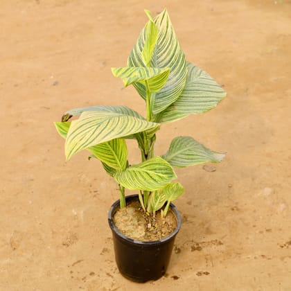 Buy Canna Lily Variegated (any colour) in 10 Inch Nursery Pot Online | Urvann.com