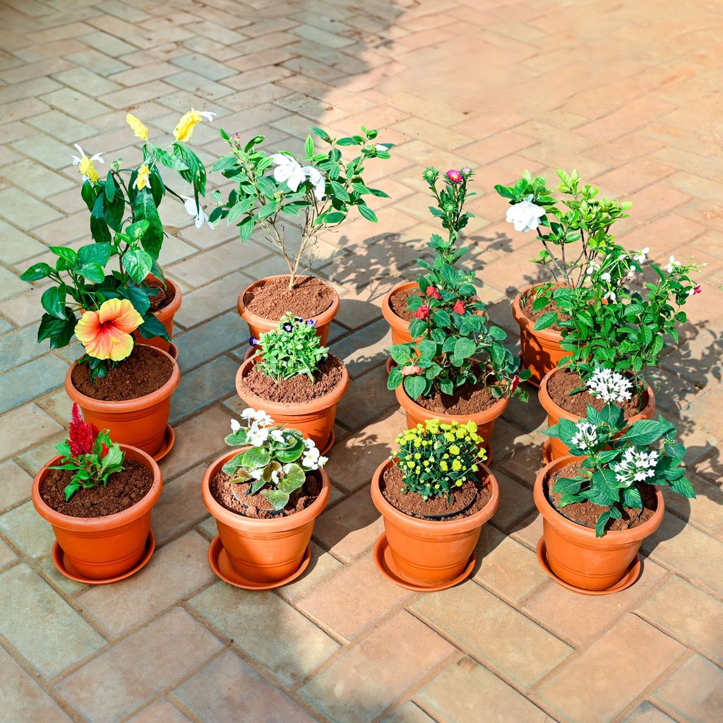 Set of 12 - Lollipop, Begum Bahar, Aster, Gardenia / Gandhraaj, Cockscomb ,Pentas, Chrysanthemum / Guldawari, Begonia, Torenia / Wishbone, Madhu Malti / Rangoon Creeper, Salvia, Hibiscus (Any Colour) in 7 Inch Classy Red Plastic Pot with Tray