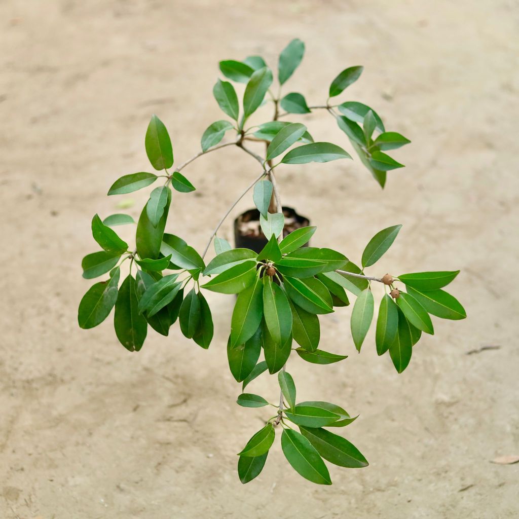 Cheeku / Sapodilla in 3 Inch Nursery Bag