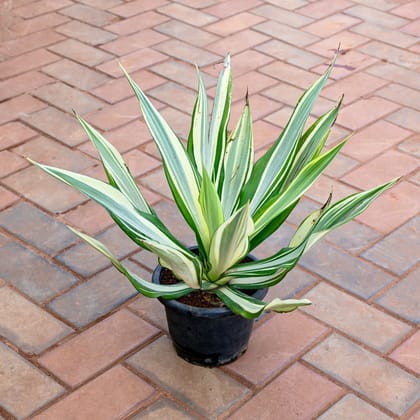 Buy Agave in 10 Inch Nursery Pot Online | Urvann.com