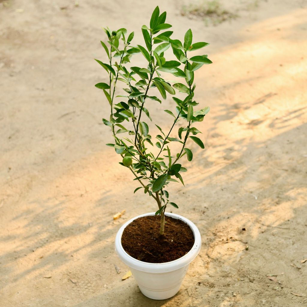 Nimbu / Lemon in 8 Inch Classy White Plastic Pot