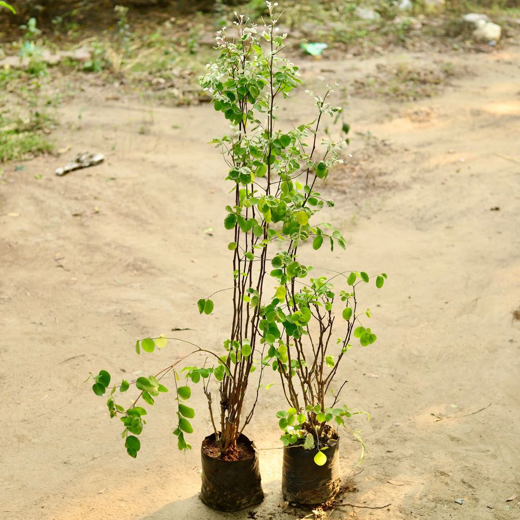 Set of 2 - Hamelia / Firebush (any colour) in 4 Inch Nursery Bag