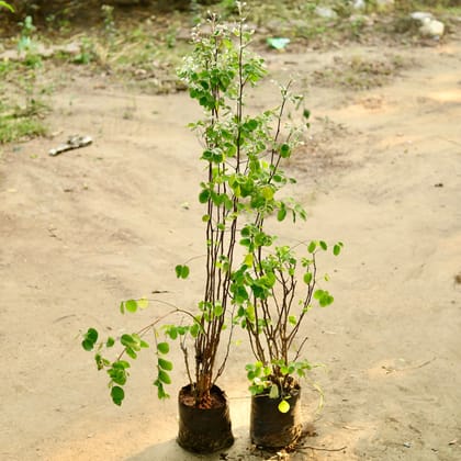 Buy Set of 2 - Hamelia / Firebush (any colour) in 4 Inch Nursery Bag Online | Urvann.com