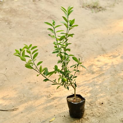 Buy Nimbu / Lemon in 4 Inch Nursery Bag Online | Urvann.com