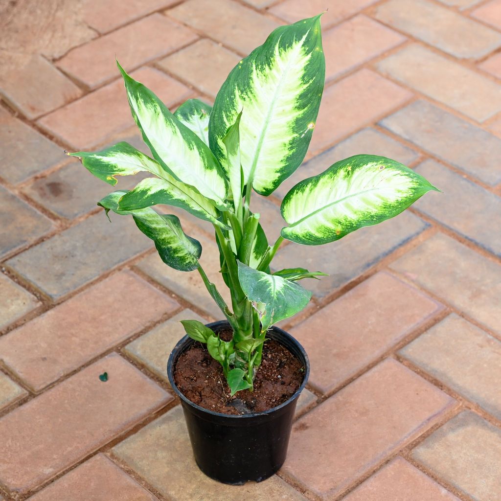 Dieffenbachia Honeydew in 5 Inch Nursery Pot