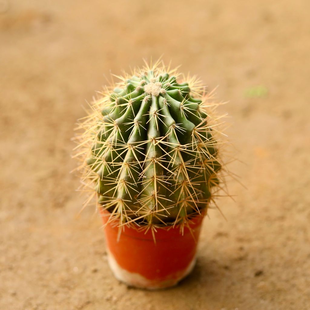 Golden Barrel Cactus in 3 Inch Nursery Pot