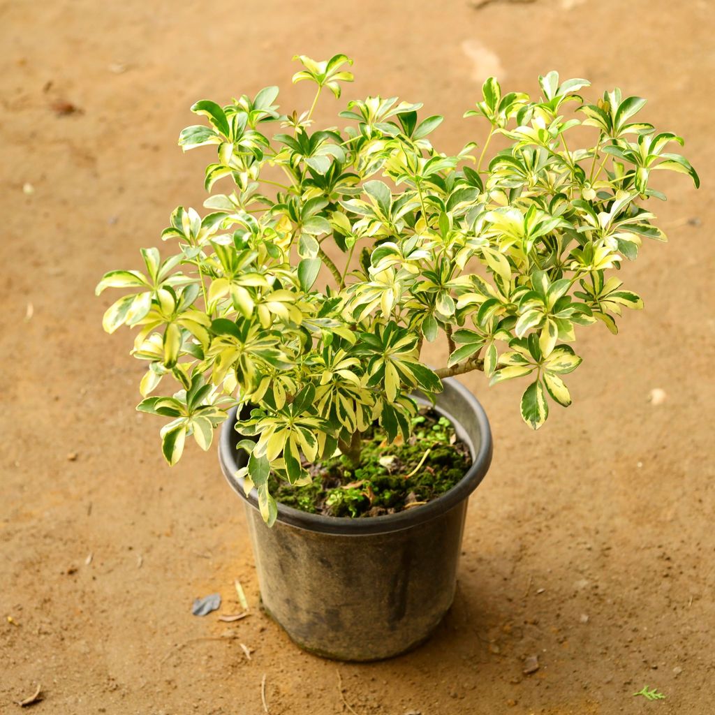 Schefflera Variegated in 12 Inch Nursery Pot