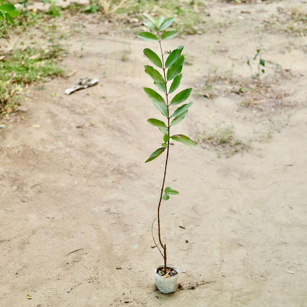 Amrood / Guava (~ 1.5 Ft) in 3 Inch Nursery Bag