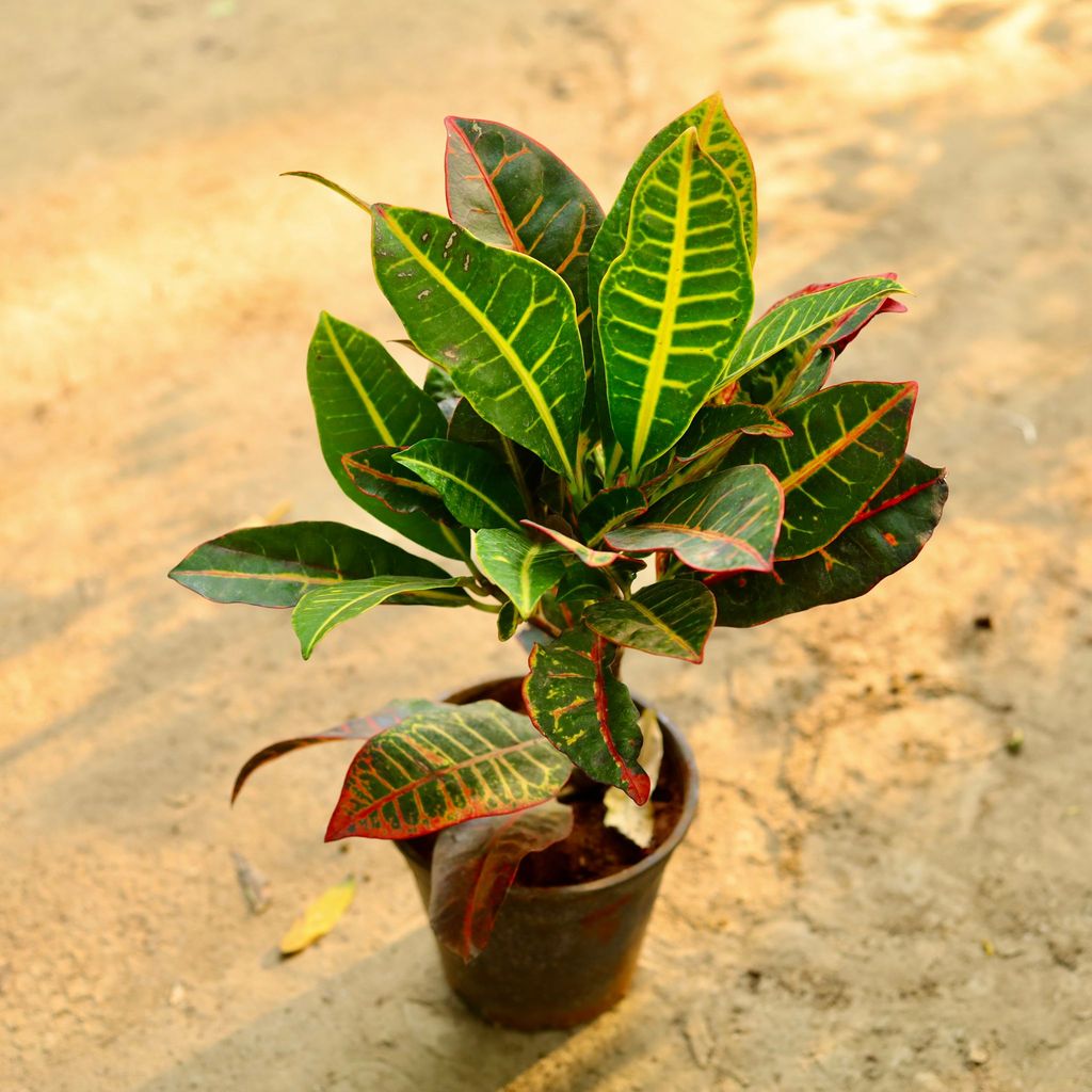 Croton Petra in 6 Inch Nursery Pot