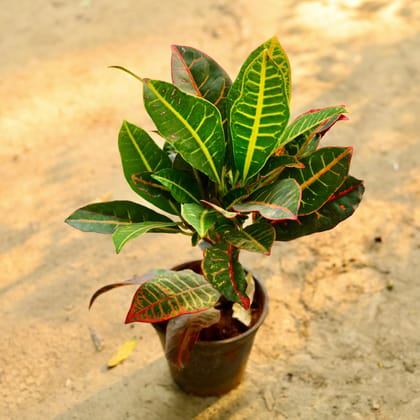 Buy Croton Petra in 6 Inch Nursery Pot Online | Urvann.com