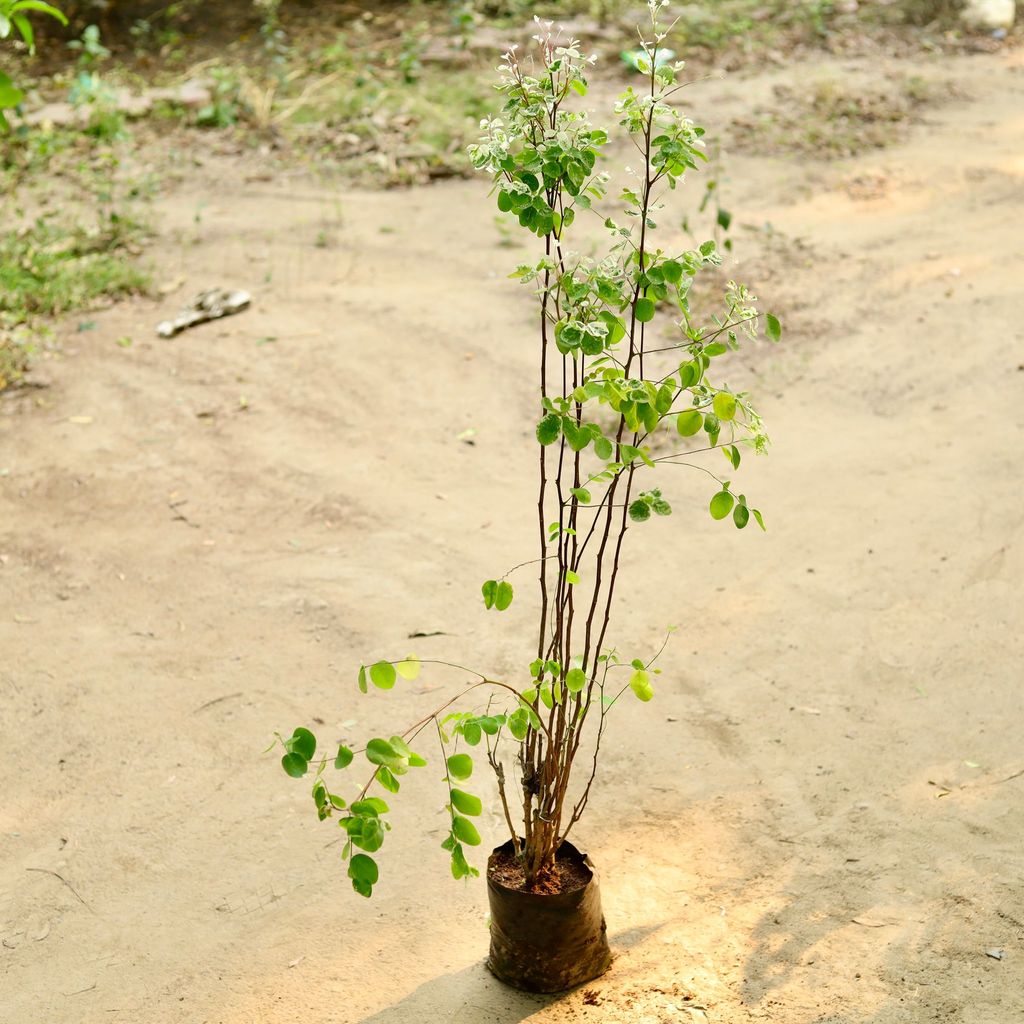 Hamelia / Firebush (any colour) in 4 Inch Nursery Bag