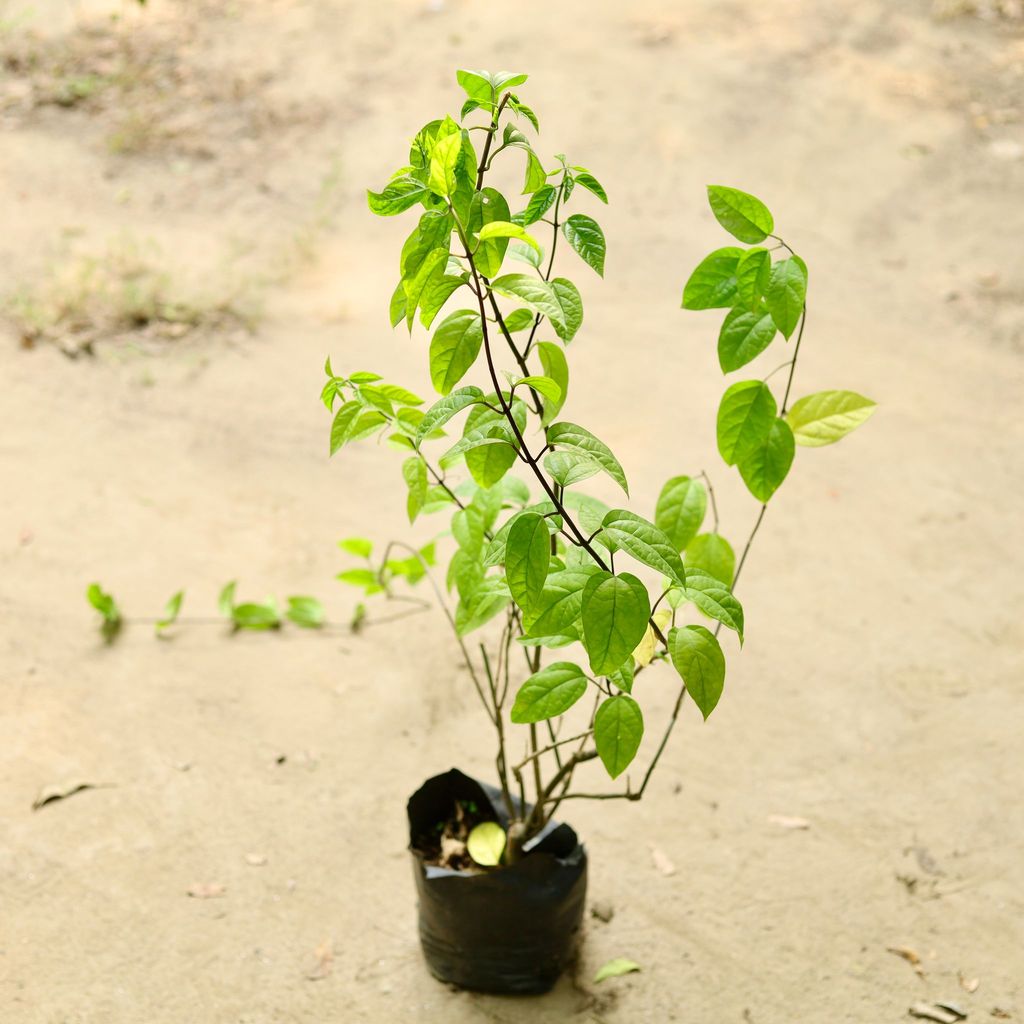 Bleeding Heart Bushy in 4 Inch Nursery Bag